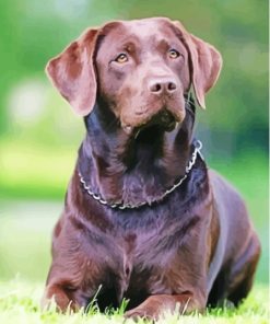 Chocolate Labs Diamond Painting