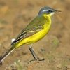 Eastern Yellow Wagtail Diamond Painting