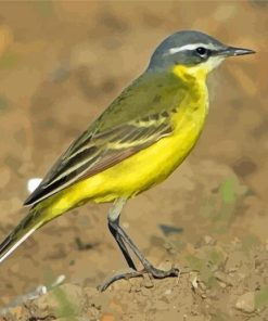 Eastern Yellow Wagtail Diamond Painting