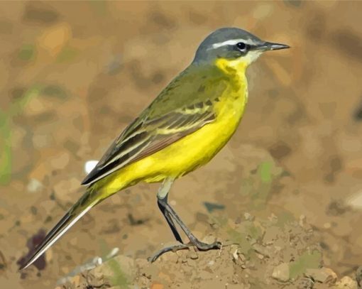 Eastern Yellow Wagtail Diamond Painting