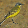 Eastern Yellow Wagtail Diamond Painting