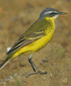 Eastern Yellow Wagtail Diamond Painting