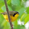 Kentucky Warbler Diamond Painting