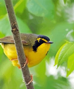 Kentucky Warbler Diamond Painting