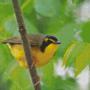 Kentucky Warbler Diamond Painting