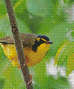 Kentucky Warbler Diamond Painting