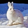 Rabbit Animal In Snow Diamond Painting