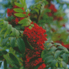 Rowan Berries Diamond Painting