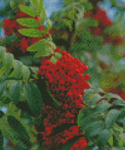 Rowan Berries Diamond Painting