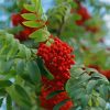 Rowan Berries Diamond Painting