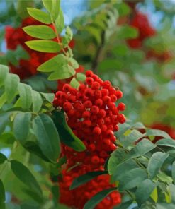 Rowan Berries Diamond Painting