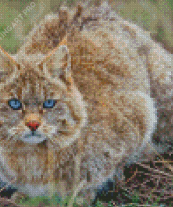 Mountain Cat Diamond Painting