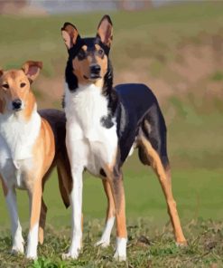 Aesthetic Smooth Collie Diamond Painting