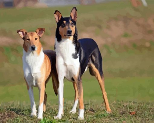 Aesthetic Smooth Collie Diamond Painting