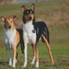 Aesthetic Smooth Collie Diamond Painting