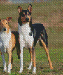 Aesthetic Smooth Collie Diamond Painting