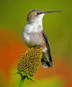 Couple Hummingbird Diamond Painting