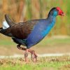 Australasian Swamphen Bird Diamond Painting