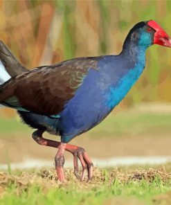 Australasian Swamphen Bird Diamond Painting