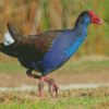 Australasian Swamphen Bird Diamond Painting