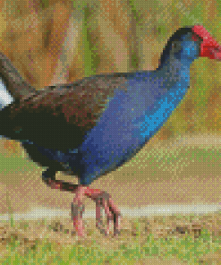 Australasian Swamphen Bird Diamond Painting