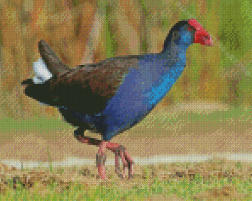 Australasian Swamphen Bird Diamond Painting