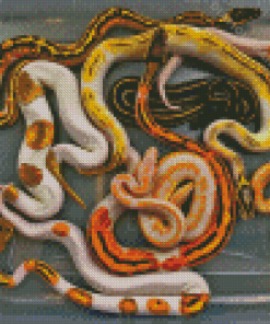 Ball Python Snakes Diamond Painting