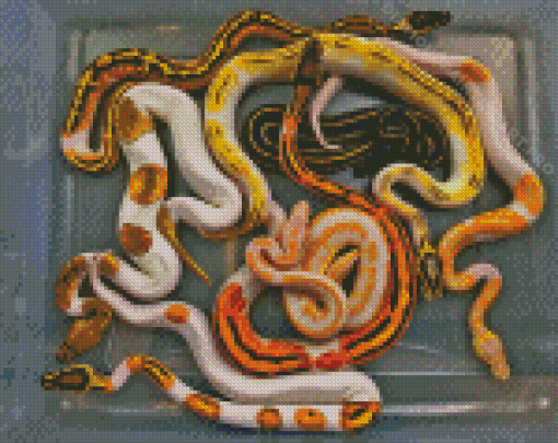 Ball Python Snakes Diamond Painting