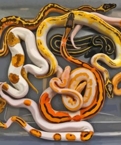 Ball Python Snakes Diamond Painting