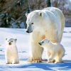 Bear Mother Animals In Snow Diamond Painting