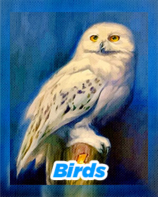 Birds