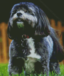 Black Maltese Shih Tzu Diamond Painting