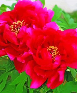 Blooming Red Peonies Diamond Painting