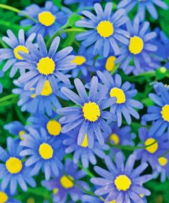 Blue Daisies Flowers Diamond Painting