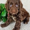 Brown Cockapoo Dog Diamond Painting