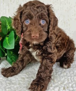 Brown Cockapoo Dog Diamond Painting