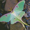 Luna Moth Diamond Painting