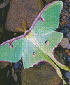 Luna Moth Diamond Painting