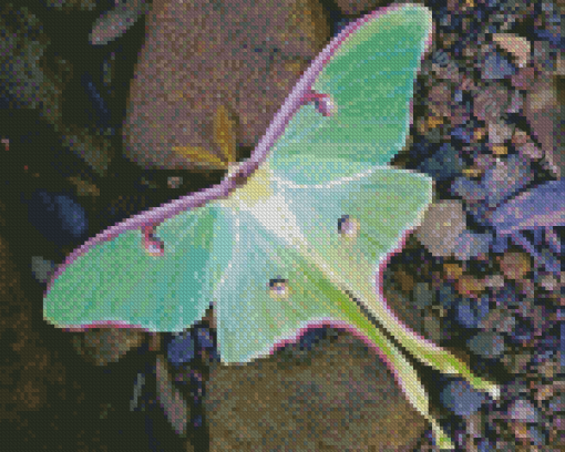 Luna Moth Diamond Painting