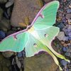 Luna Moth Diamond Painting