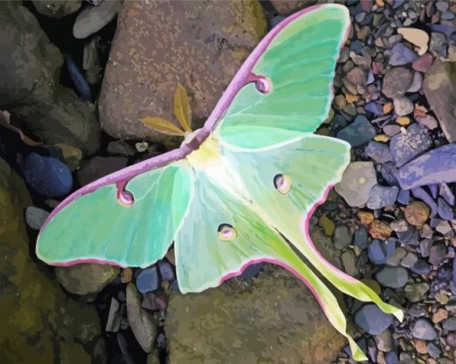 Luna Moth Diamond Painting