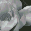 Black And White Peony Diamond Painting