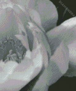 Black And White Peony Diamond Painting