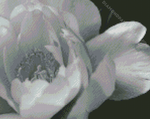 Black And White Peony Diamond Painting