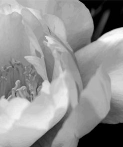 Black And White Peony Diamond Painting