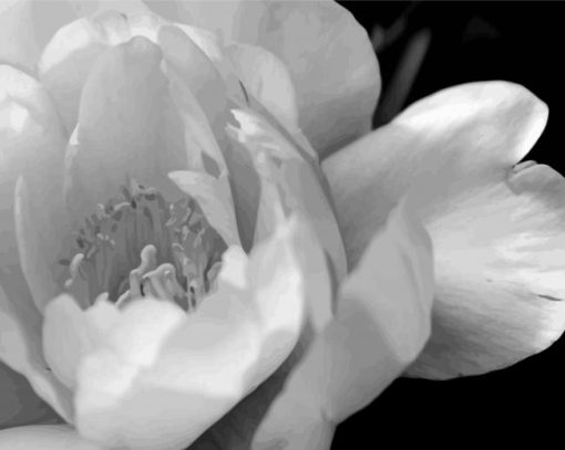 Black And White Peony Diamond Painting