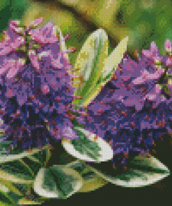 Hebe Flowers Diamond Painting