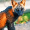 Melanistic Fox Animal Diamond Painting