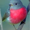 Bird Rose Robin Diamond Painting