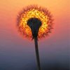 Dandelion Sunset Diamond Painting